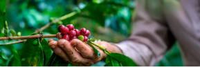 Colombia y su Café: La Joya de la Corona en la Cultura y Economía del País