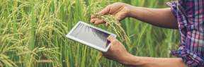 Agrotech - Digitalización en producciones agrícolas