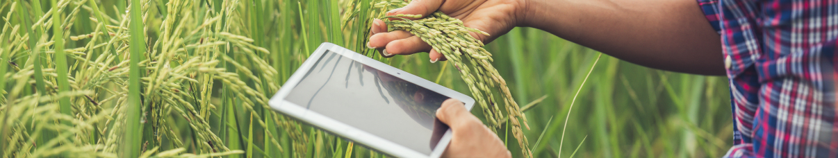 Agrotech - Digitalización en producciones agrícolas